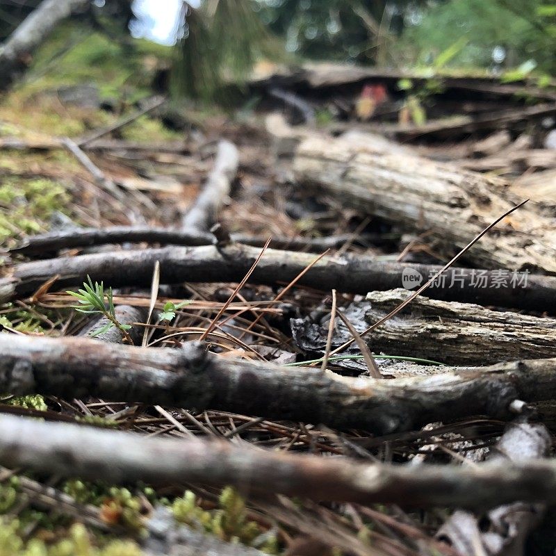 Scenes from a Forest  - Northeast USA - Ant’s Eye View